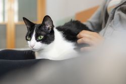 A woman enjoys a relaxing time, lying on her bed, while caressing her pet, a friendly house cat