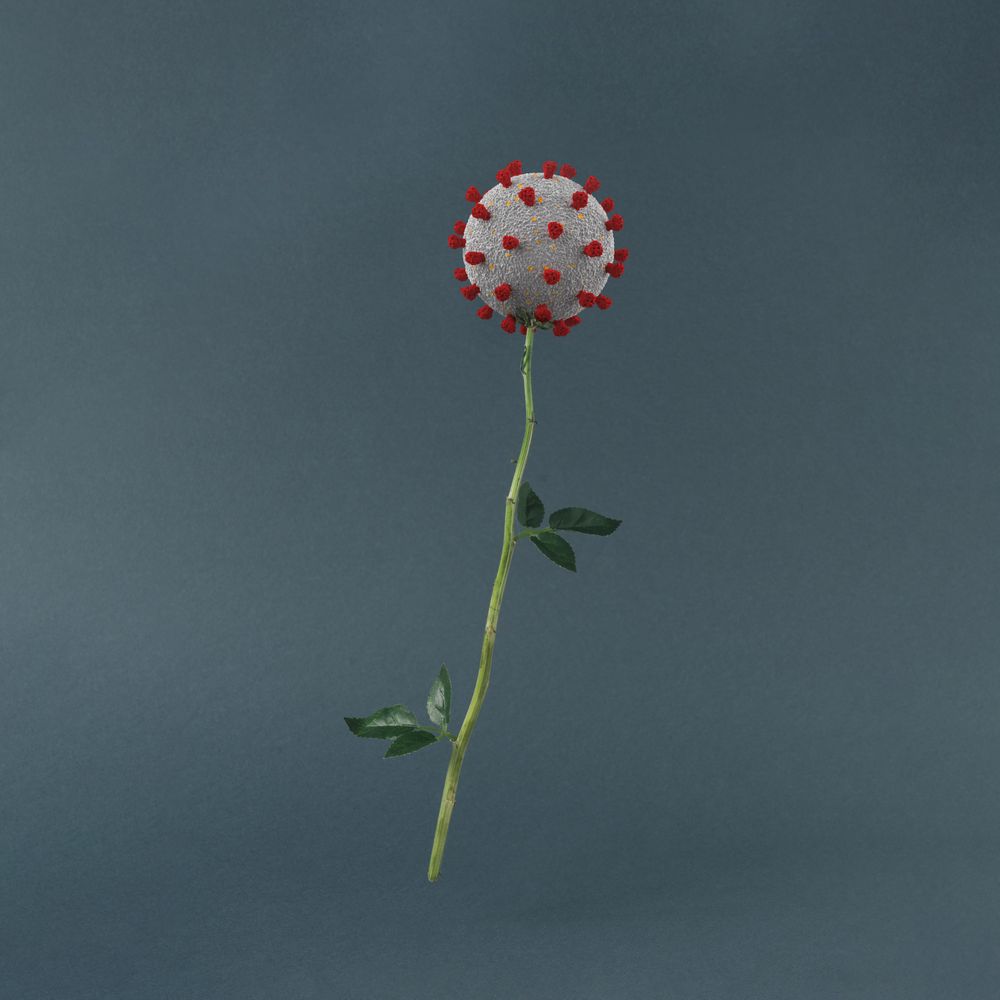 Rose with COVID-19 in place of flower