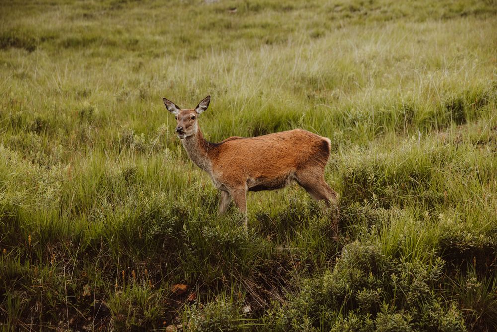 Wild deer in green grass