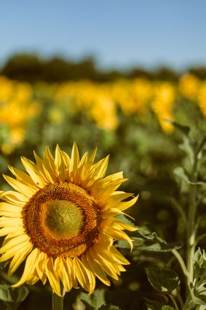 Bright colorful sunflower in sunlight