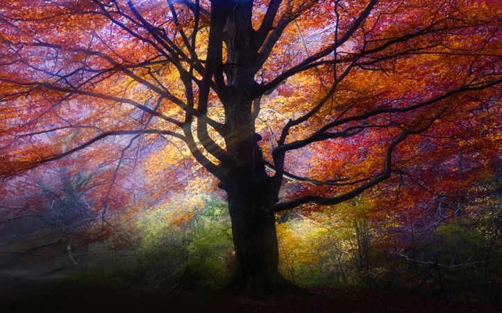 Majestic big tree with multicolored foliage in light