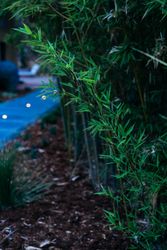 Close up of bamboo grass near garden path