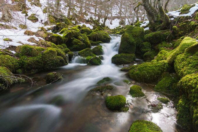 River running between stones in moss in forest