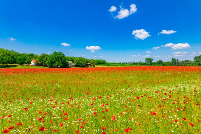 Poppy and daisy field on a beautiful day