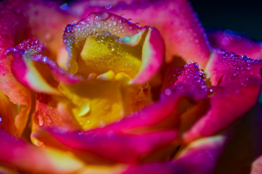 Blooming flowers in a garden with dew