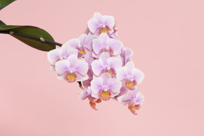 Blooming pink orchid flowers on a pink background