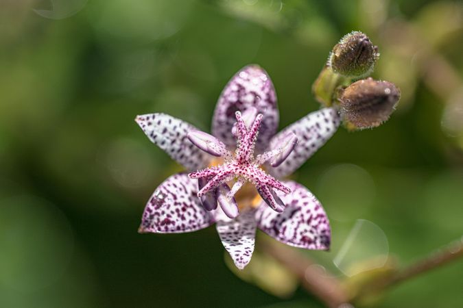 Spotted toad lily flower growing outside with copy space