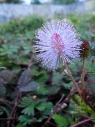 shameplant flower