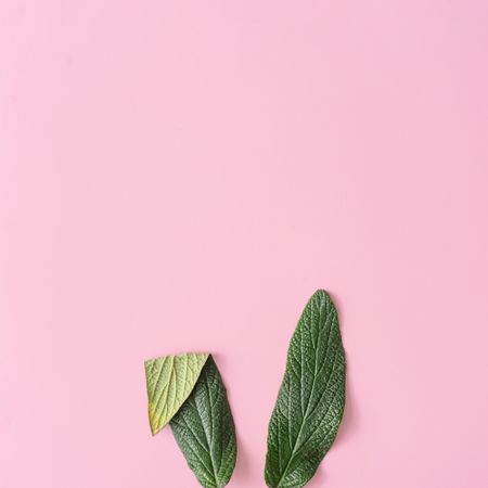 Bunny rabbit ears made of natural green leaves on pastel pink background