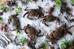 Big fresh crabs on cut ice cubes