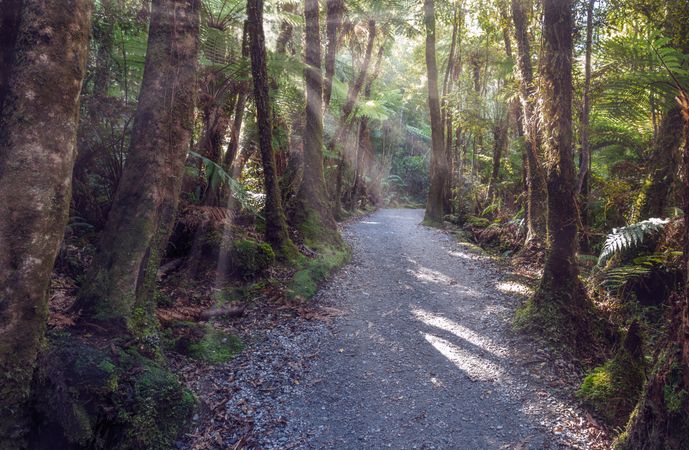 Sun shining over path in forest