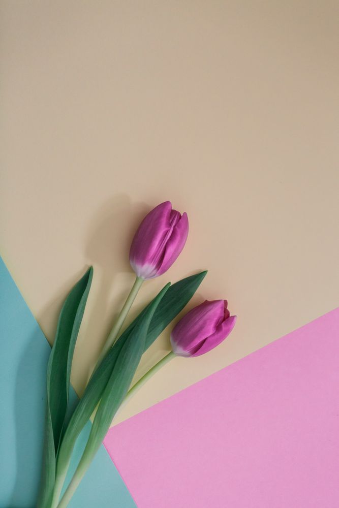 Pink tulips on clear background
