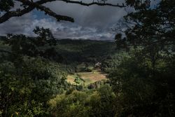 Shot looking down through bushes to sunny field