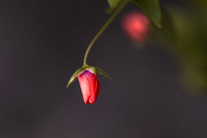 Tiny delicate red wild flower