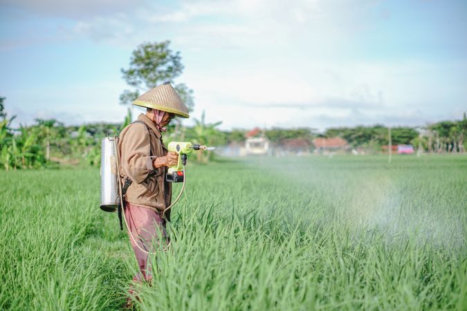 Asian male farmer spraying pesticide on rice green field