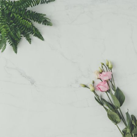 Pink flowers and leaves on marble background