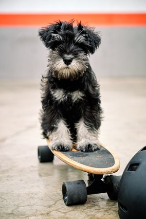 Cute purebred puppy standing on skateboard