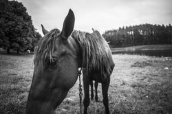 Horse grazing near river in nature