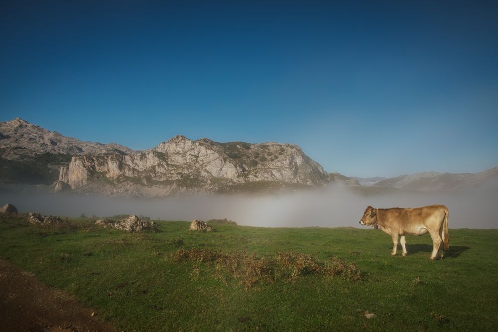 Cattle in green meadow during foggy sunny weather