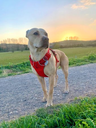 English countryside dog walk in South Downs at sunset