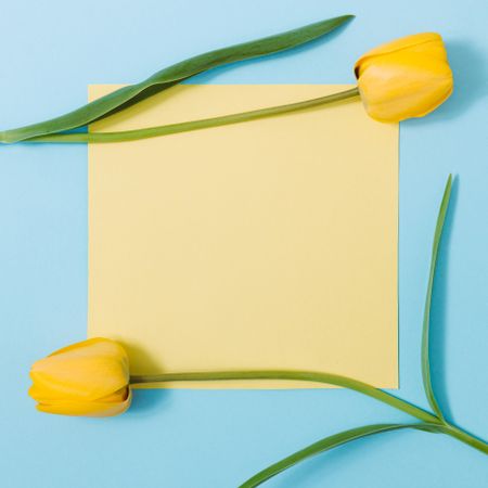 Yellow tulips on blue and yellow background