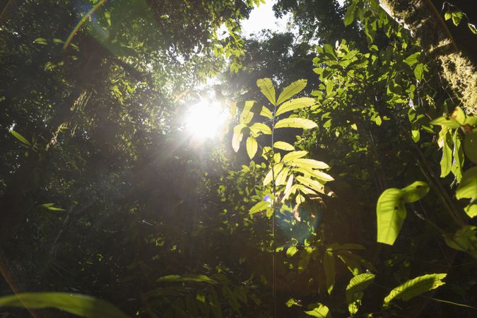 Jungle in the remote area of Saluopa Waterfall, Poso Regency, Central Sulawesi, Indones