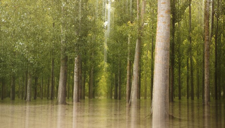 Blurred trees in green forest
