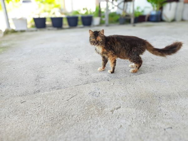 Fluffy Cat Standing Outdoors on Concrete Ground