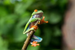 Tropical frog on tree twig