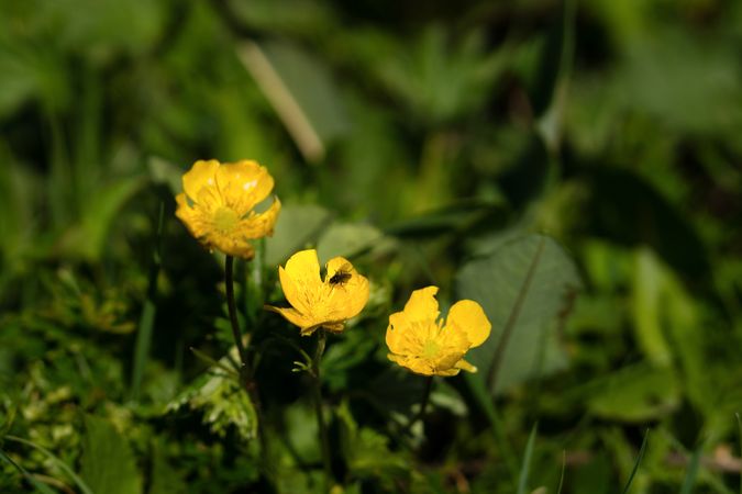 Yellow wildflowers with tiny insect on petal.