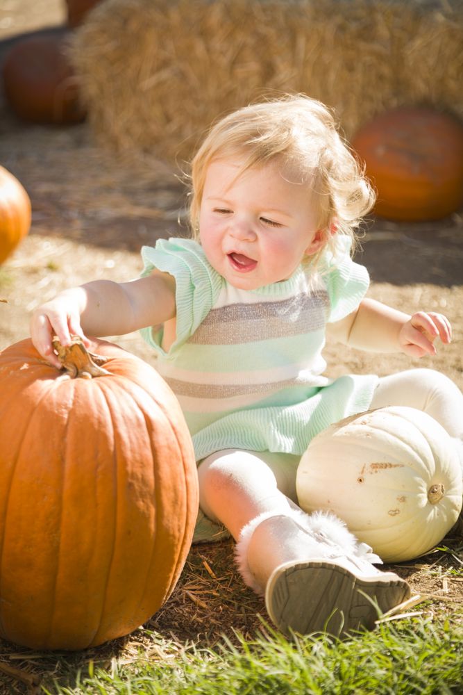 Adorable Baby Girl Holding a Pumpkin at the Pumpkin Patch.