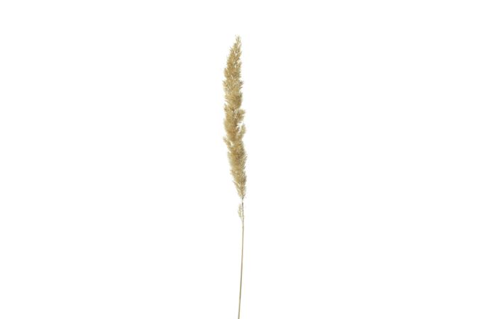 Single of dried stalk in blank studio shoot