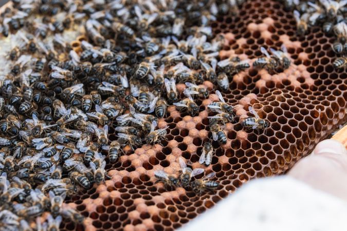Bees on honeycomb in apiary