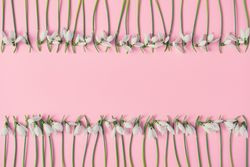 Snowdrop flowers bordering on pink background