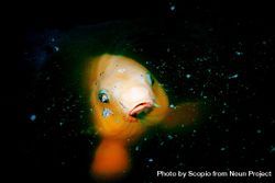 Yellow fish in dark water 5oBBQ0