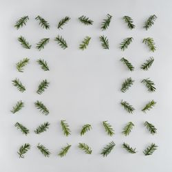 Fir branches arranged neatly on light background with space in the center