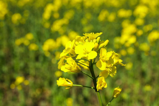 Rapeseed field, closeup and space for text. Beautiful spring bloom