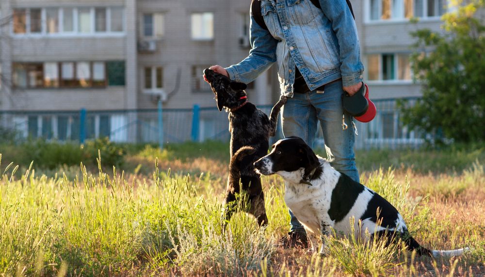 Man training dogs in grassy urban park.