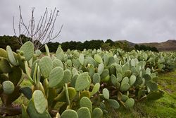 Growing green prickly pear cactuses in countryside
