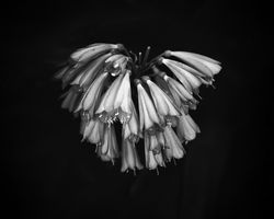 Closed flowers waiting to bloom, monochrome
