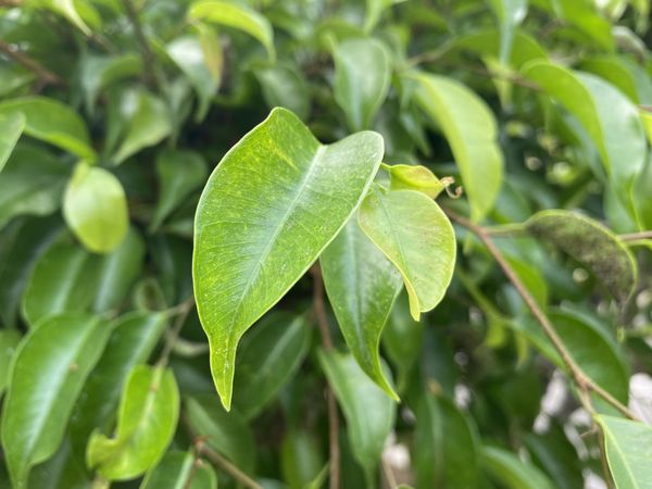 Banyan Tree Leaves