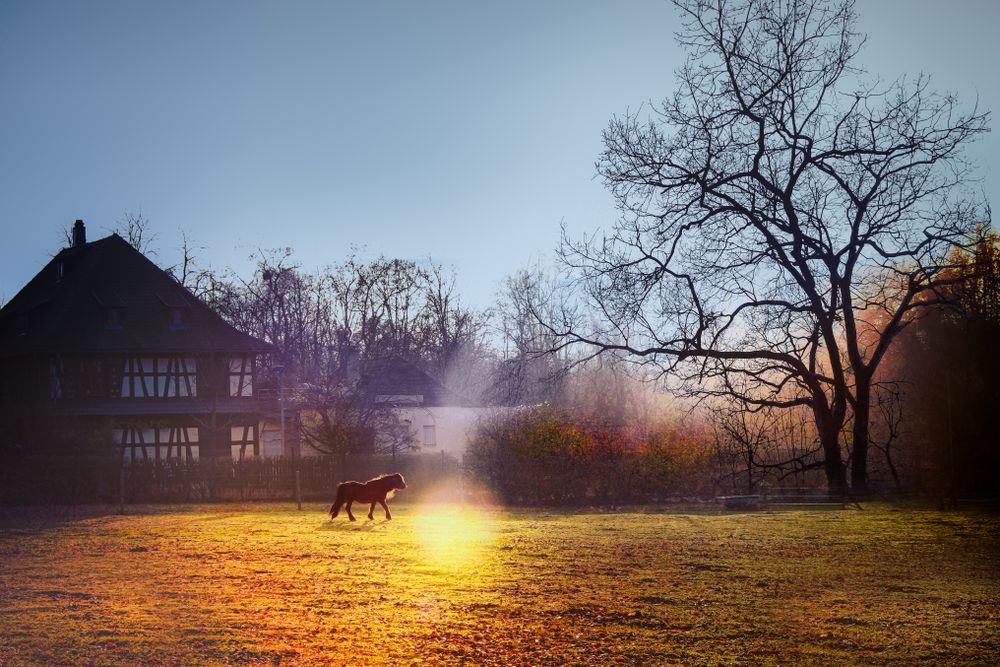 Pony in front of a house