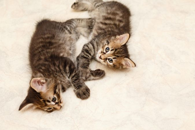 Small kittens laying on cream carpet