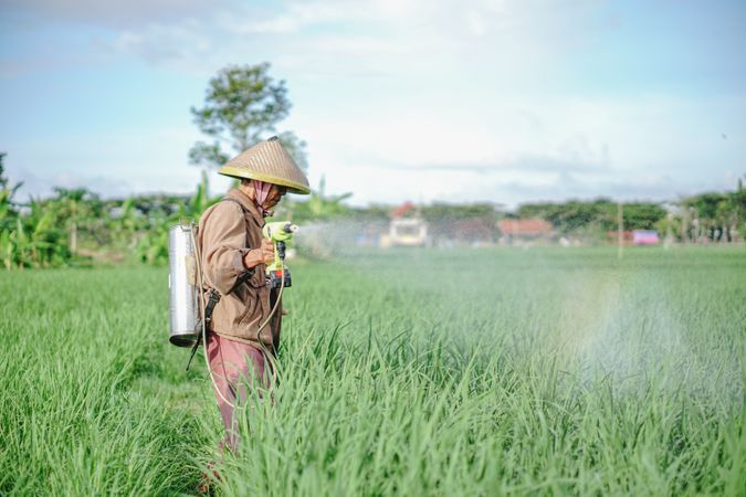 male farmer spraying pesticide on rice green field