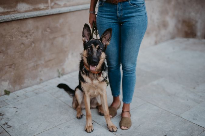 Adorable german shepherd with owner on street