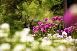 Flowerbed with various flowers in park