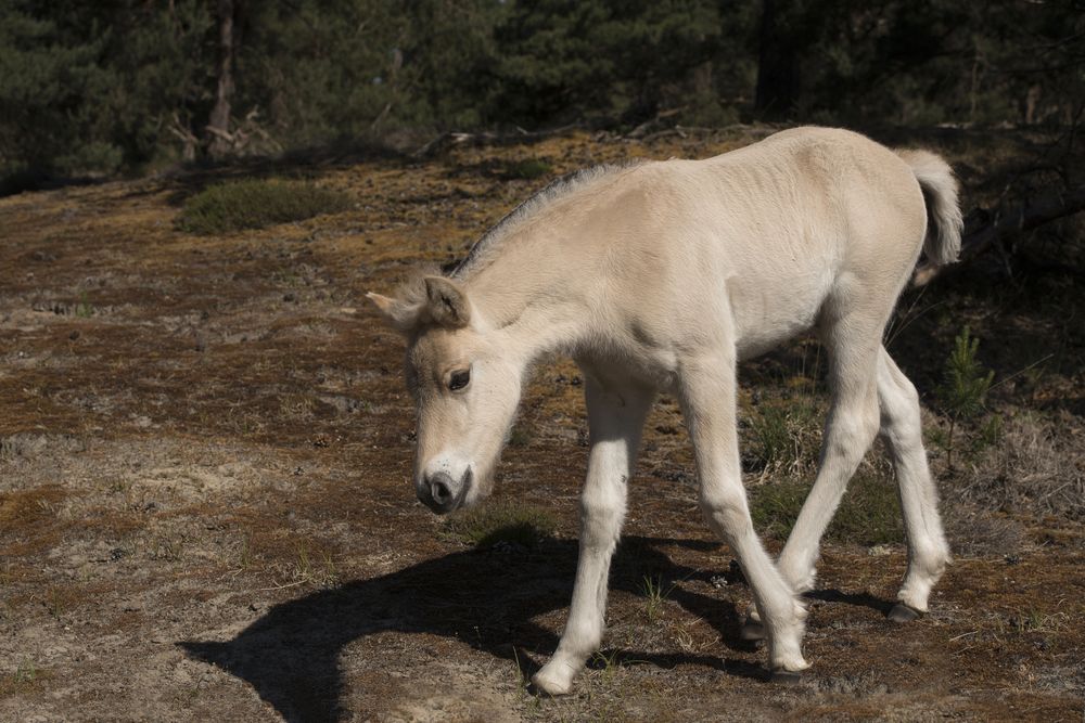 Cute young Norwegian  Fjord horse foal outdoors on a sunny day