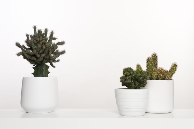 Potted cactus plants in flower pots in a studio interior with space for copy