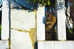 Cat behind fence in garden