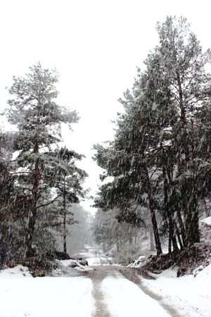 Snowy path in conifer forest